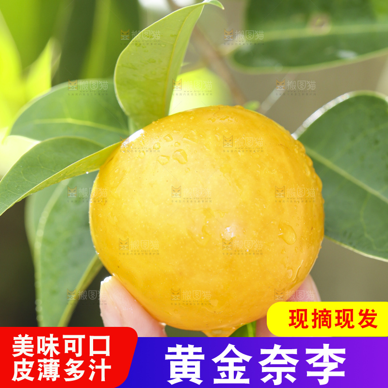 手拿黄金奈李