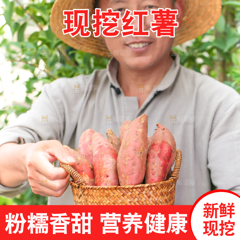 农民手里端着一筐红心红薯