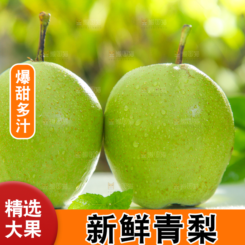 白石板上的陕西早酥梨