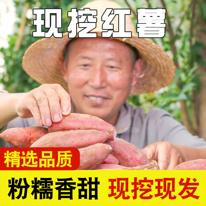 农民手里拿着红心蜜薯