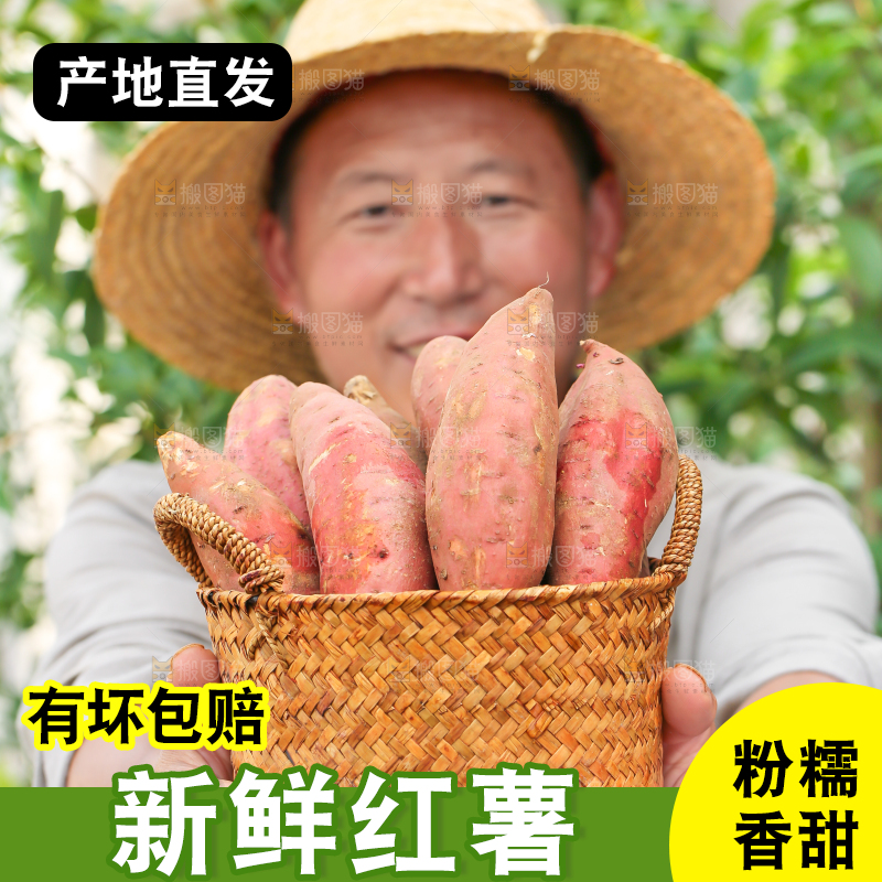 农民手里端着一筐红心红薯