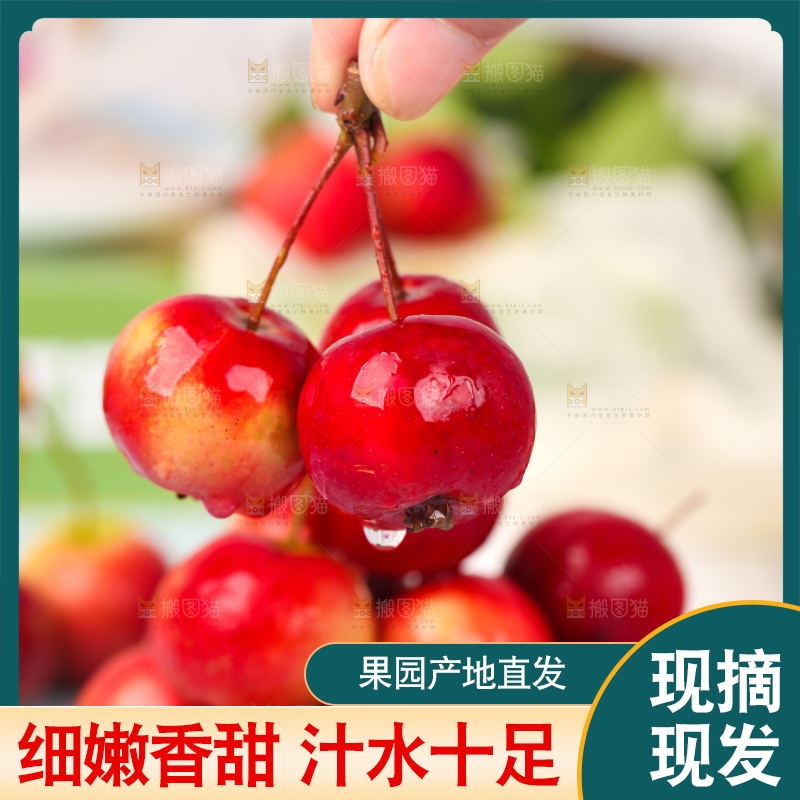 手拿新鲜海棠果