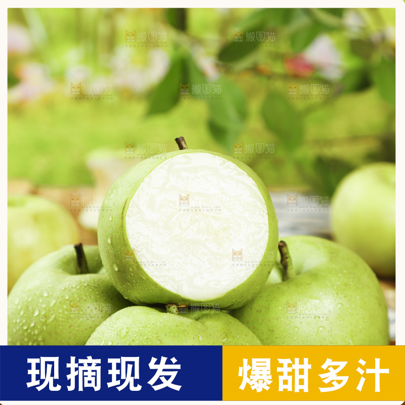 浅底上的砀山苹果梨