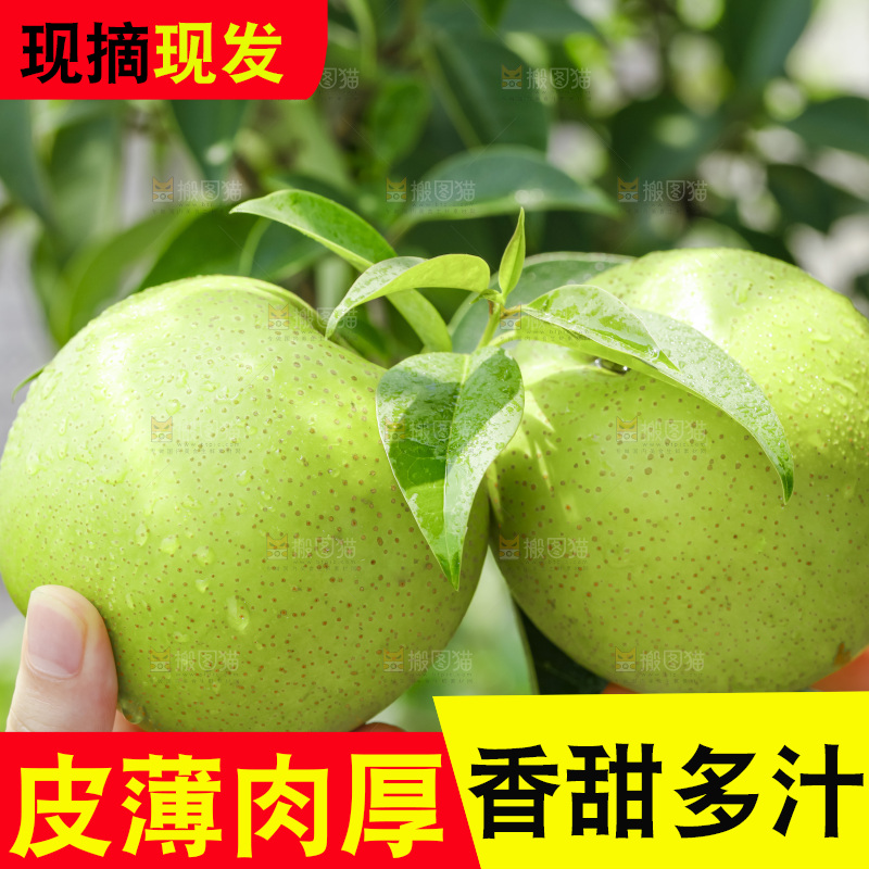 手拿青皮皇冠梨