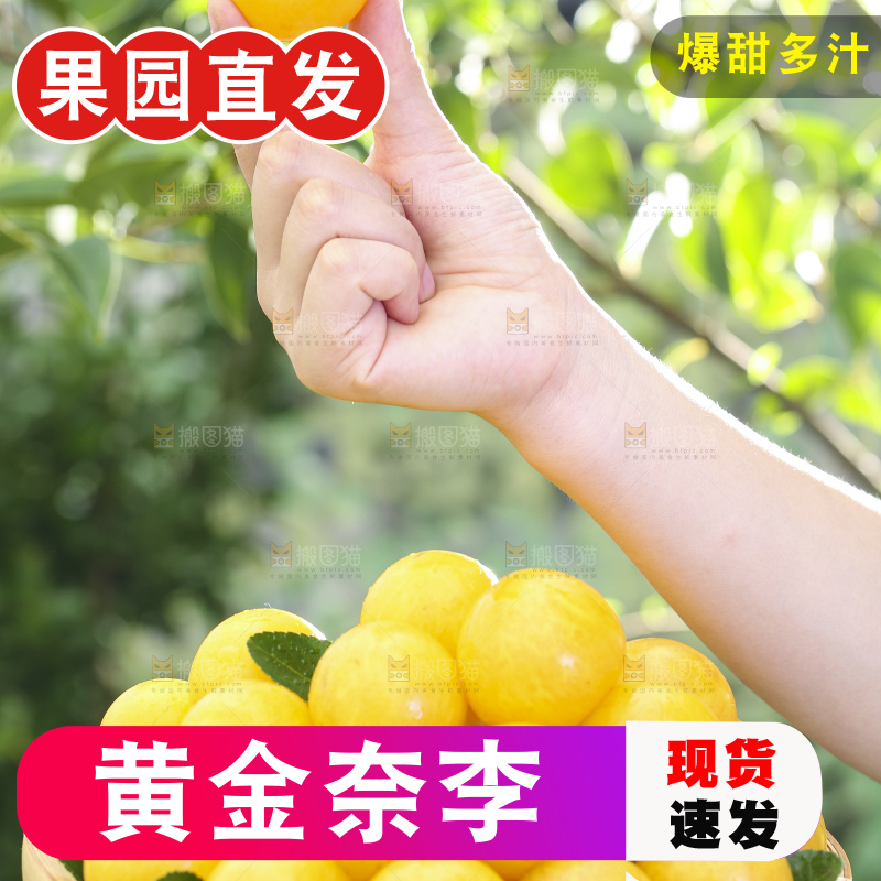 手拿一盘九峰山黄金奈李