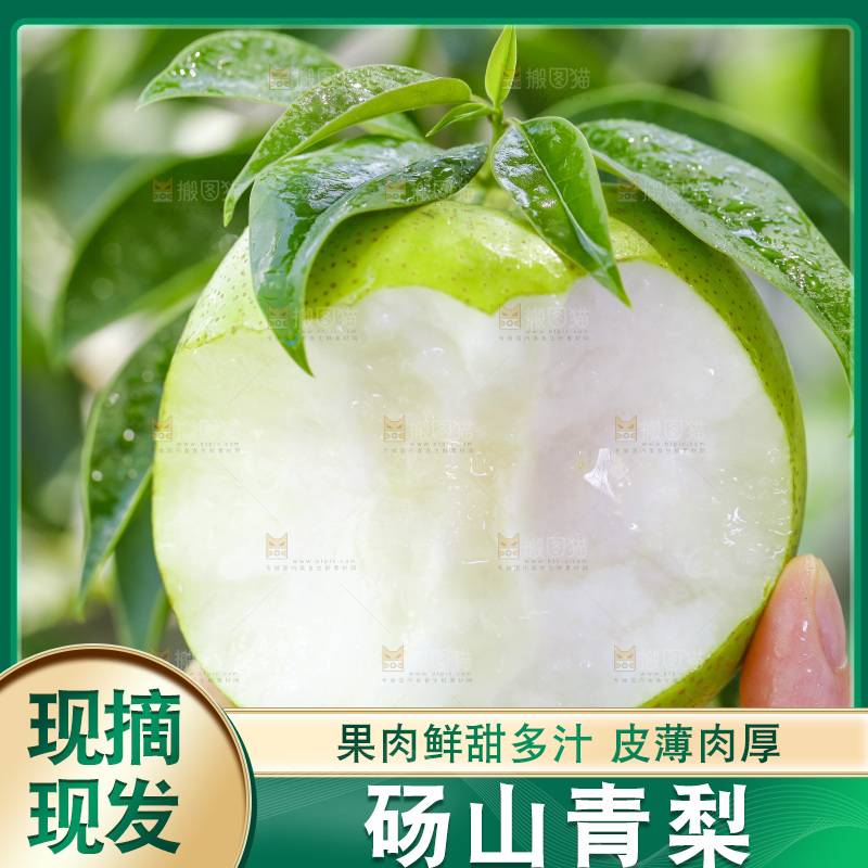 手拿砀山青皮翠冠梨