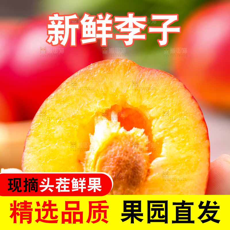 手拿掰开的珍珠李