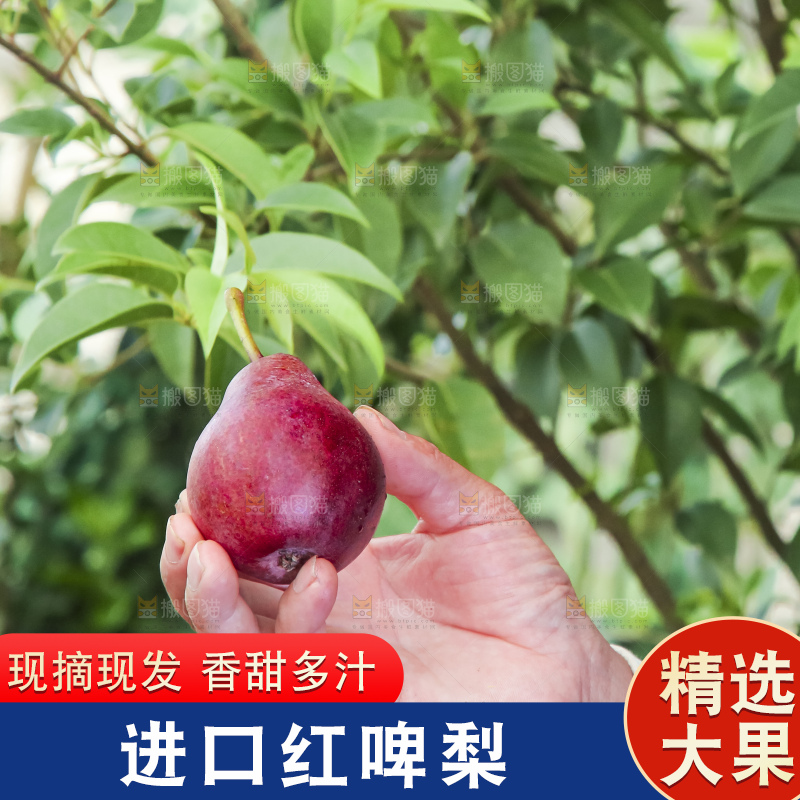 农民手拿红啤梨