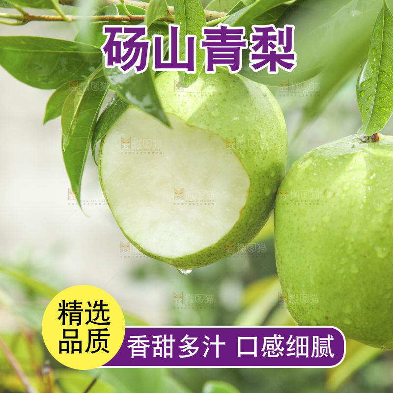 树枝上的陕西早酥梨