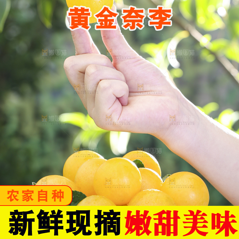 手拿一篮九峰山黄金奈李