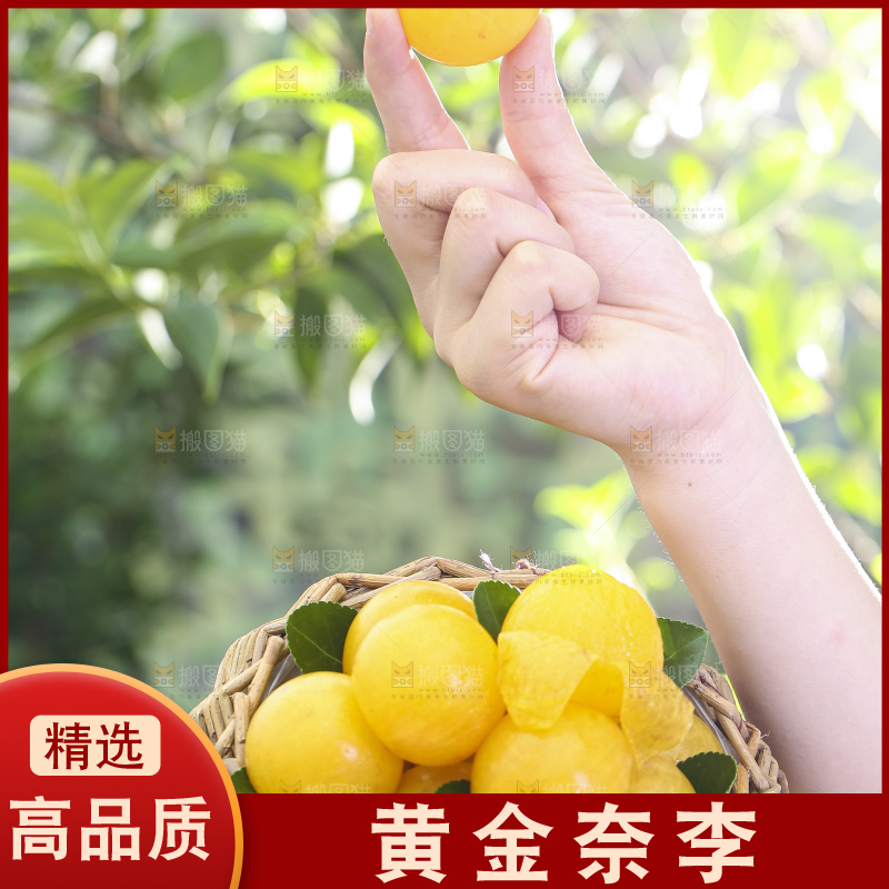 手拿一筐黄金奈李