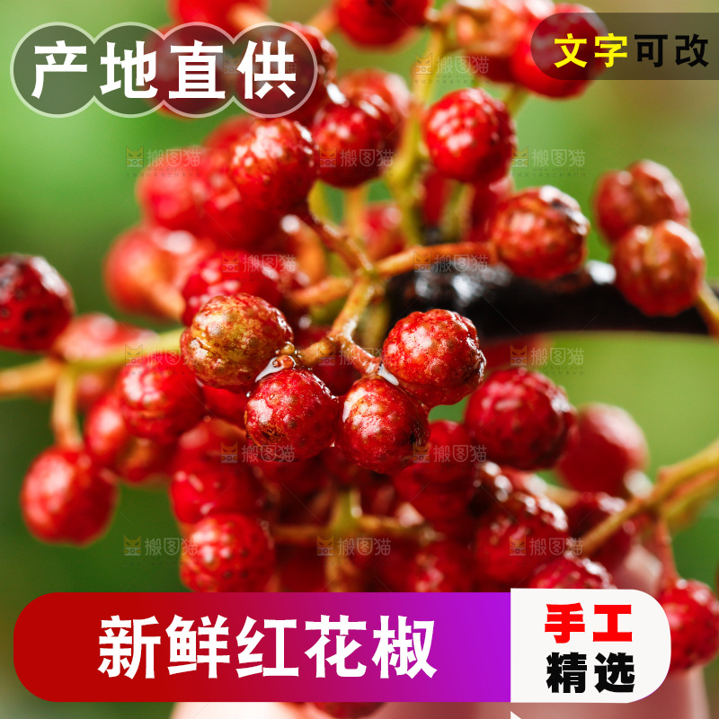 手拿新鲜花椒