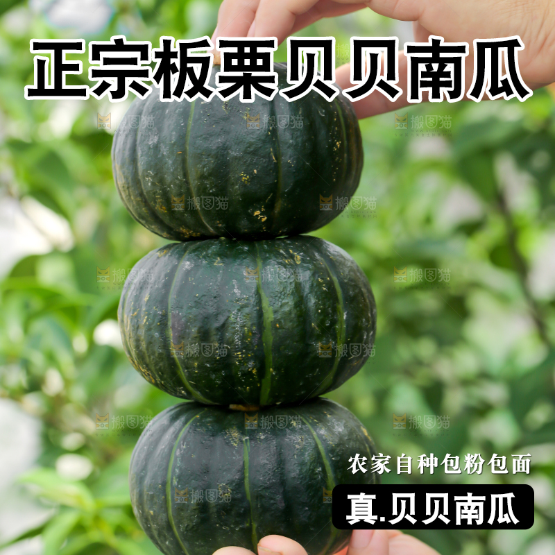手里拿着板栗贝贝南瓜