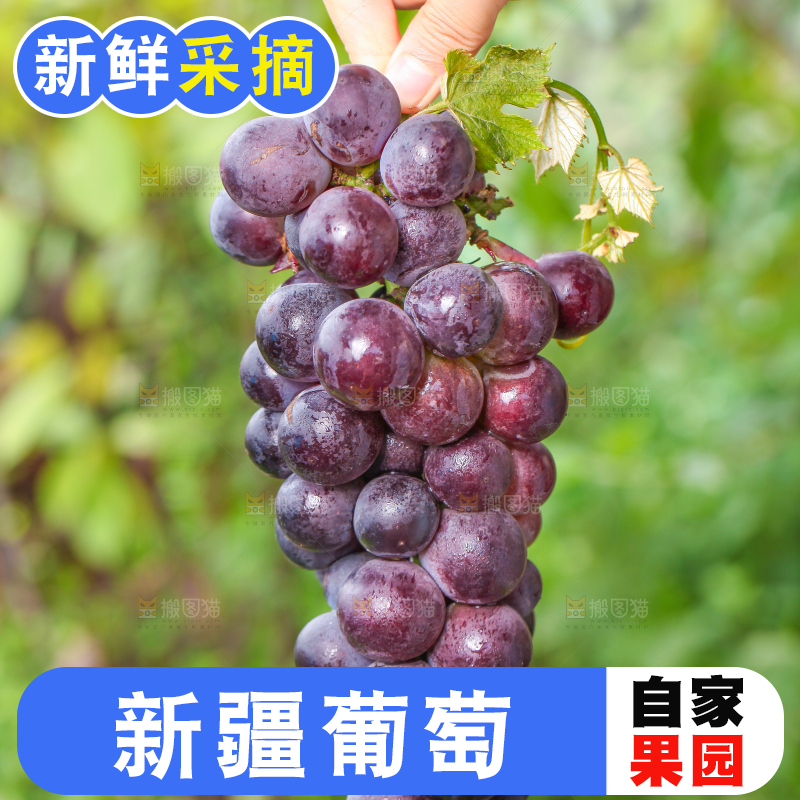 手拿东北巨峰葡萄