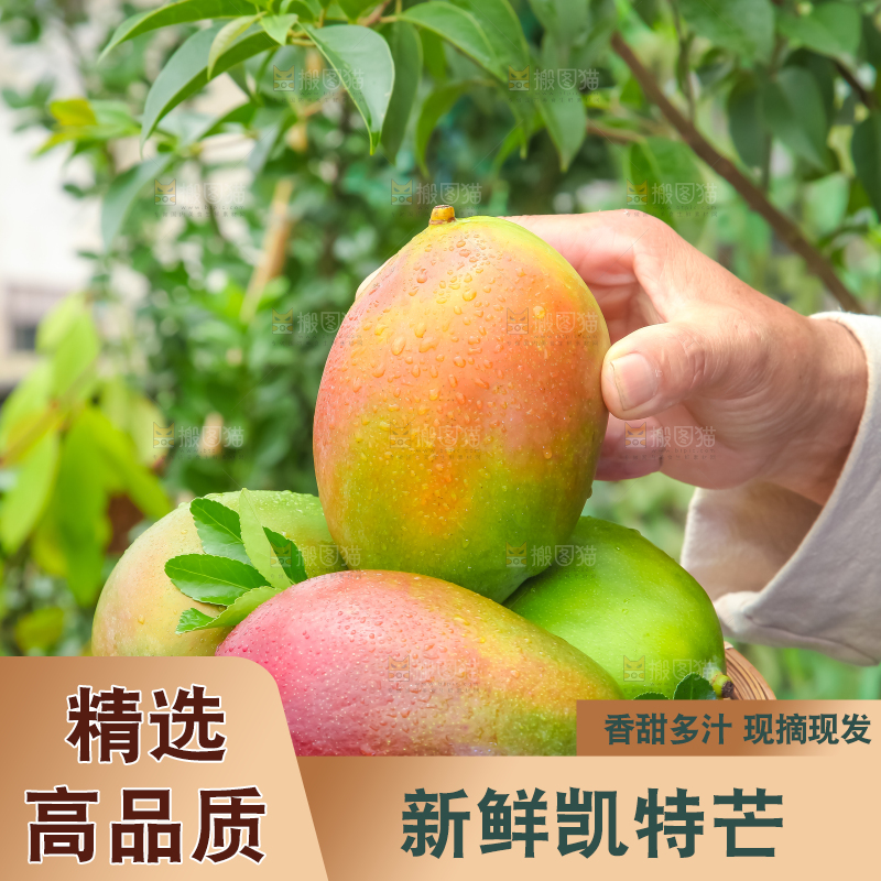 手拿一筐四川凯特芒