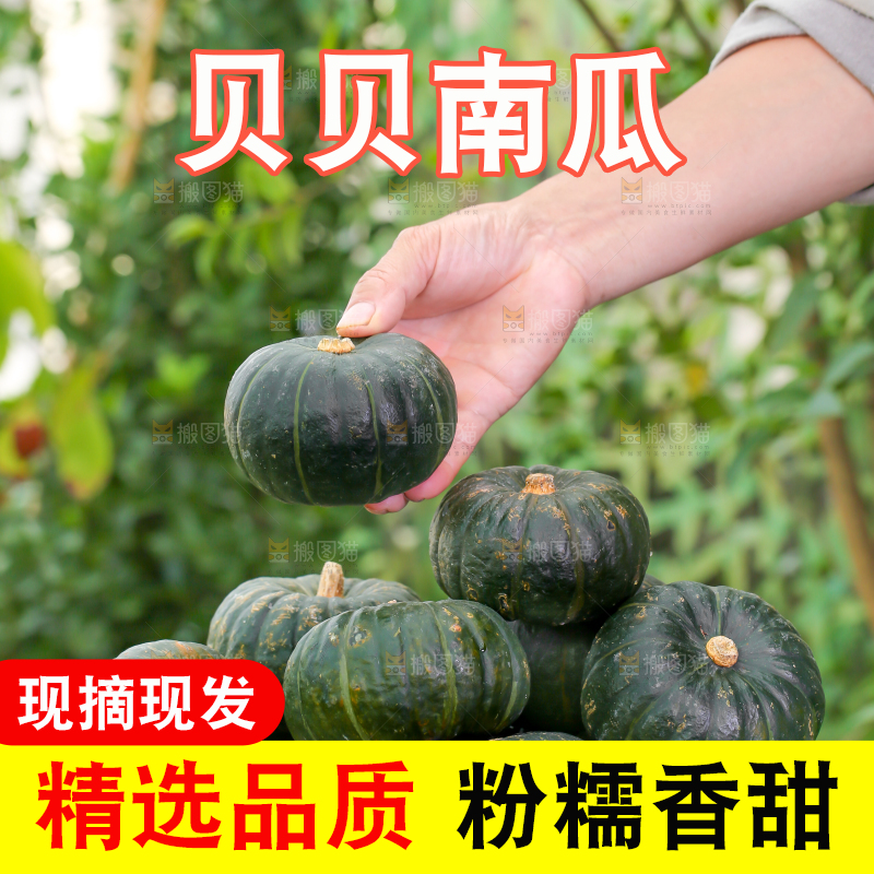 手里拿着板栗贝贝南瓜