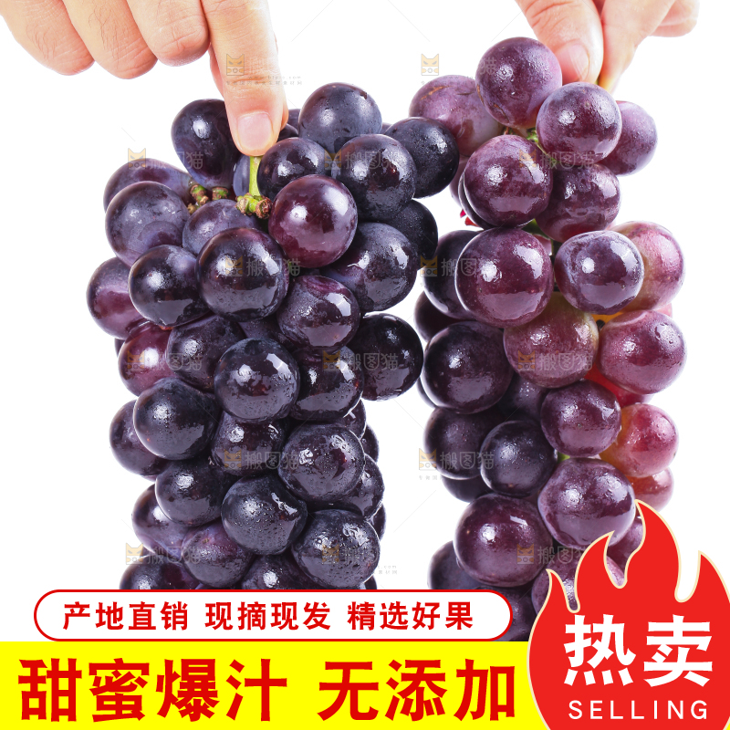 手拿东北巨峰葡萄