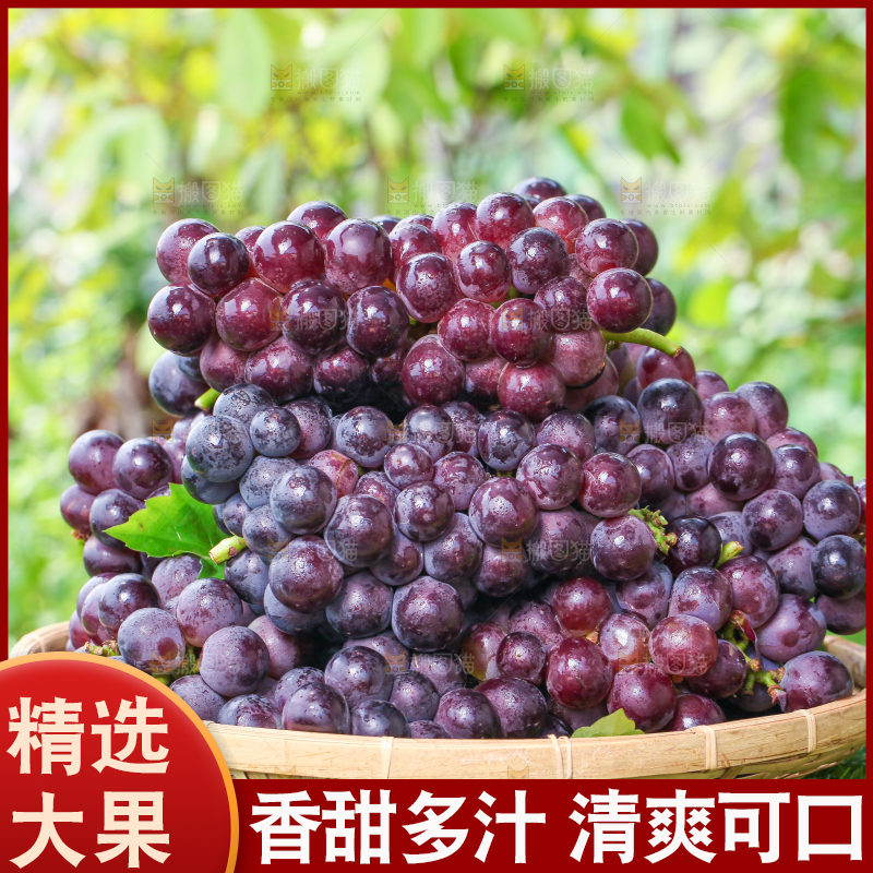 草地上放着一盘巨峰葡萄