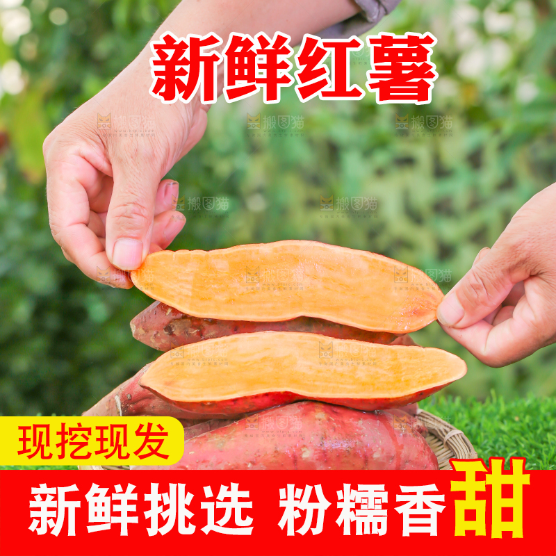 草地上手里拿着红心蜜薯