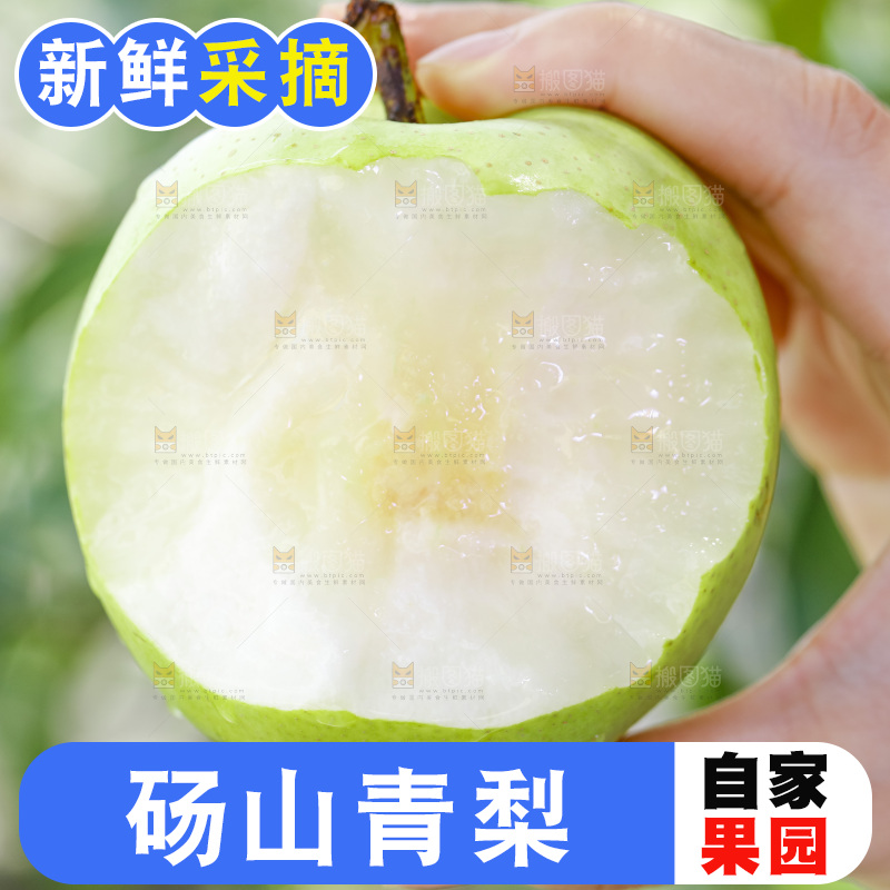 手拿的砀山青皮皇冠梨