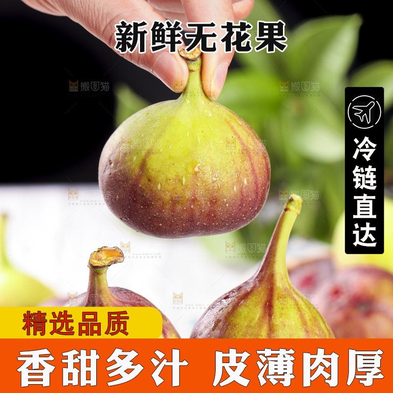 手拿紫皮无花果