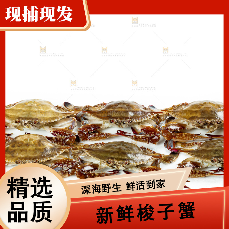白底上的梭子蟹
