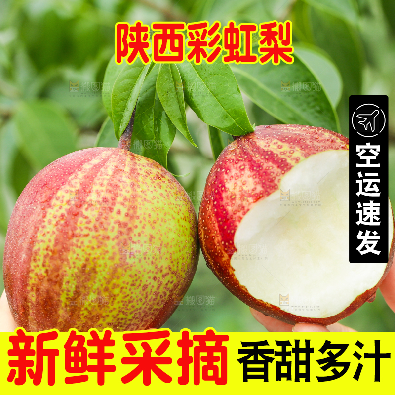 树枝上的彩虹梨