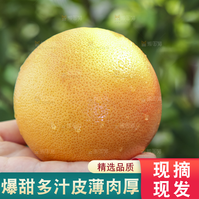 手拿着南非红心葡萄柚