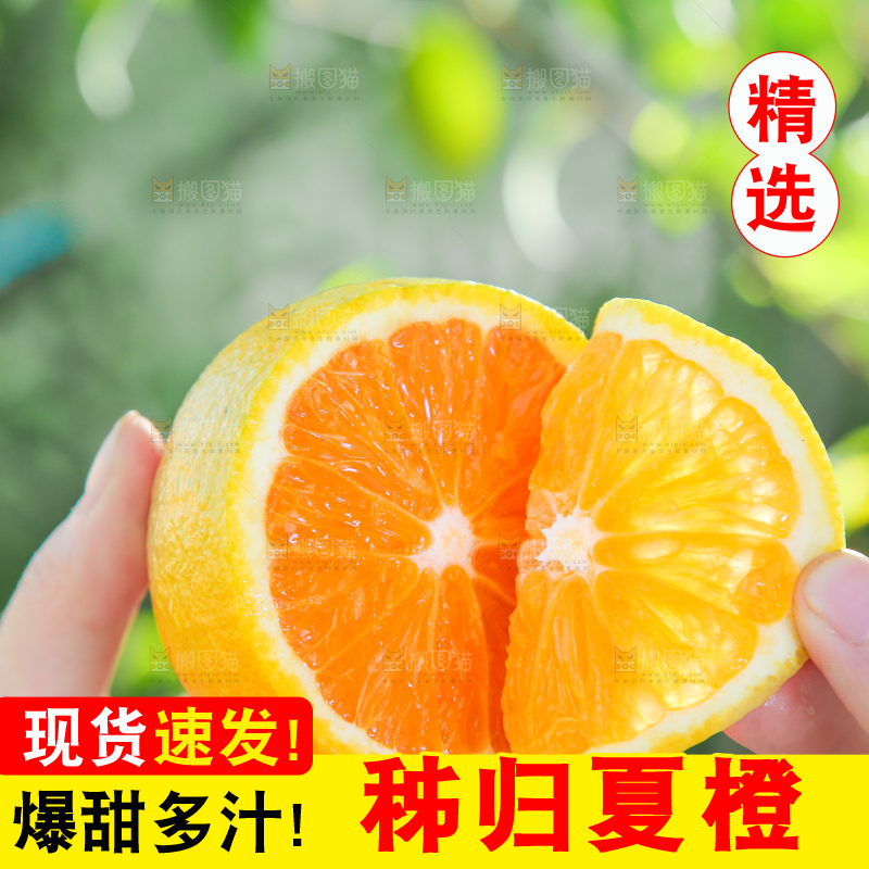 手拿秭归夏橙