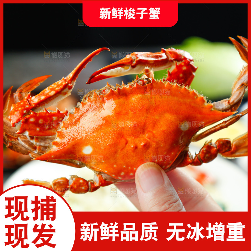 手拿梭子蟹