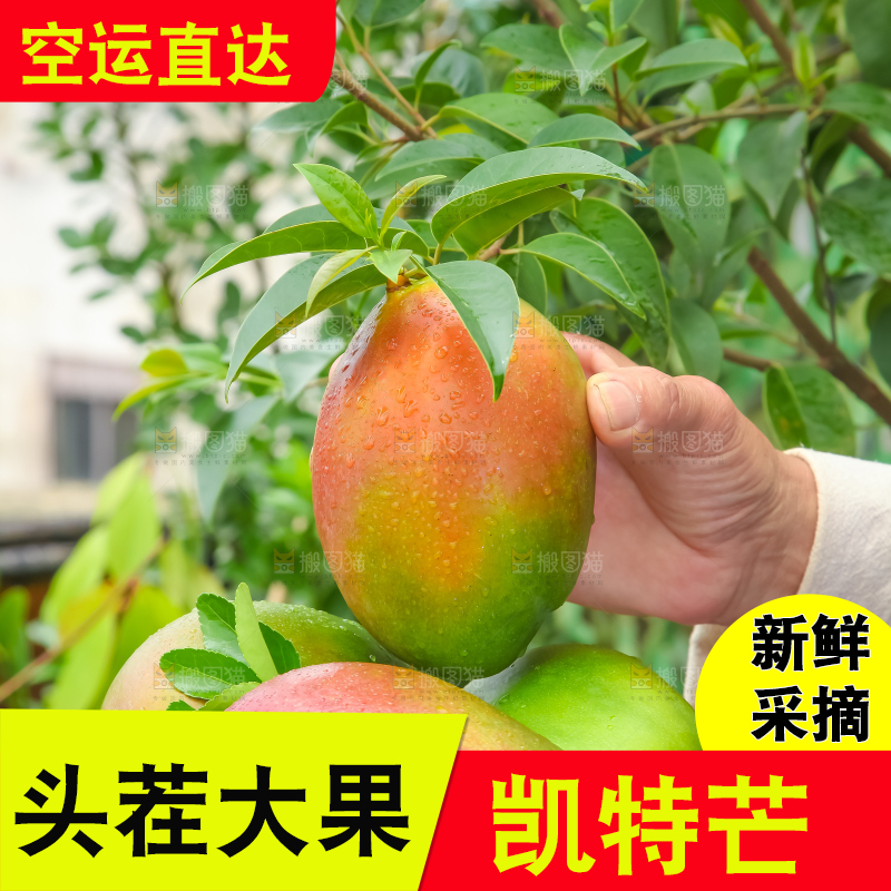 手拿一筐四川凯特芒