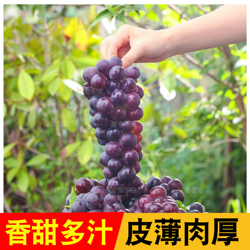 手拿一串新鲜葡萄