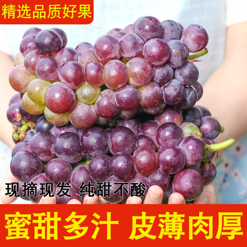 手拿东北巨峰葡萄