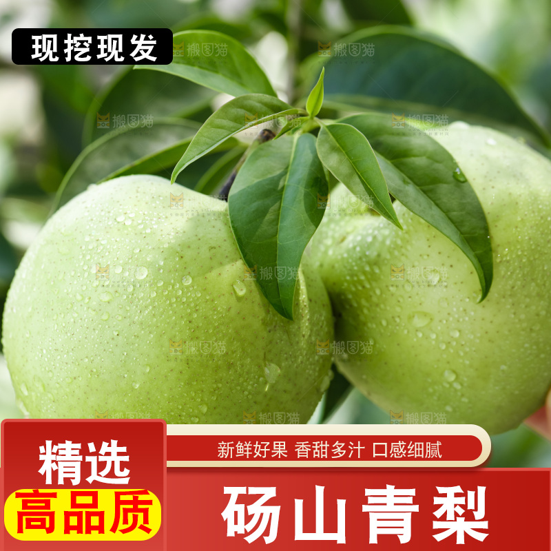 手拿砀山青皮翠冠梨