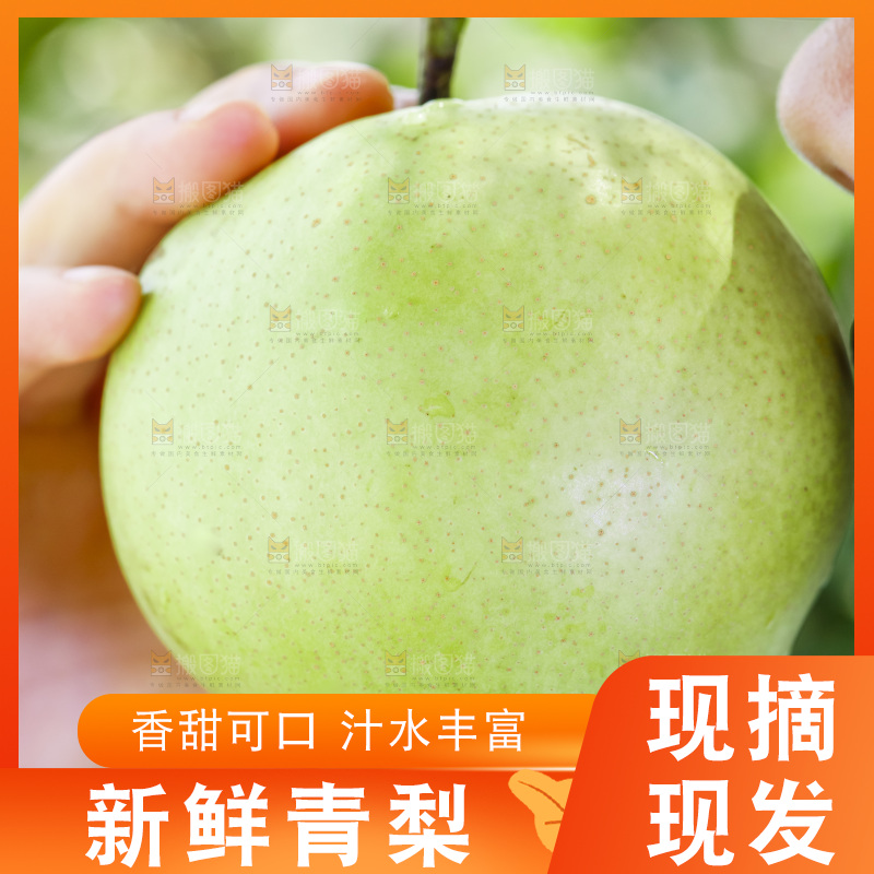 手拿的砀山青皮皇冠梨