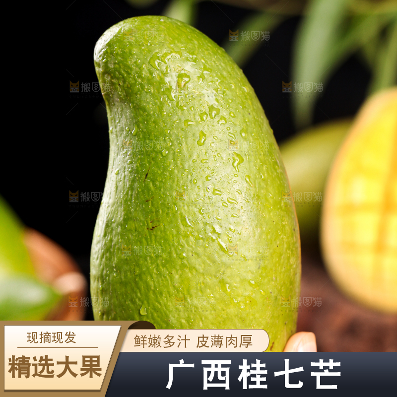 手拿桂七芒