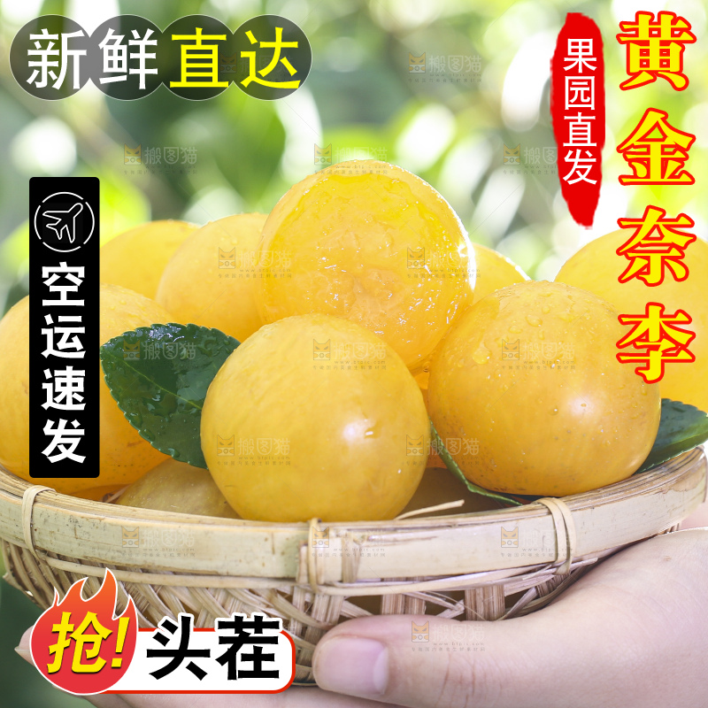 手拿一篮九峰山黄金奈李