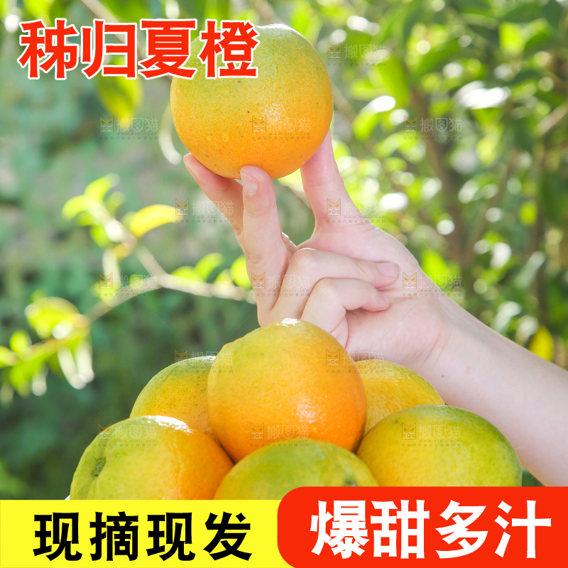 手端一盘夏橙