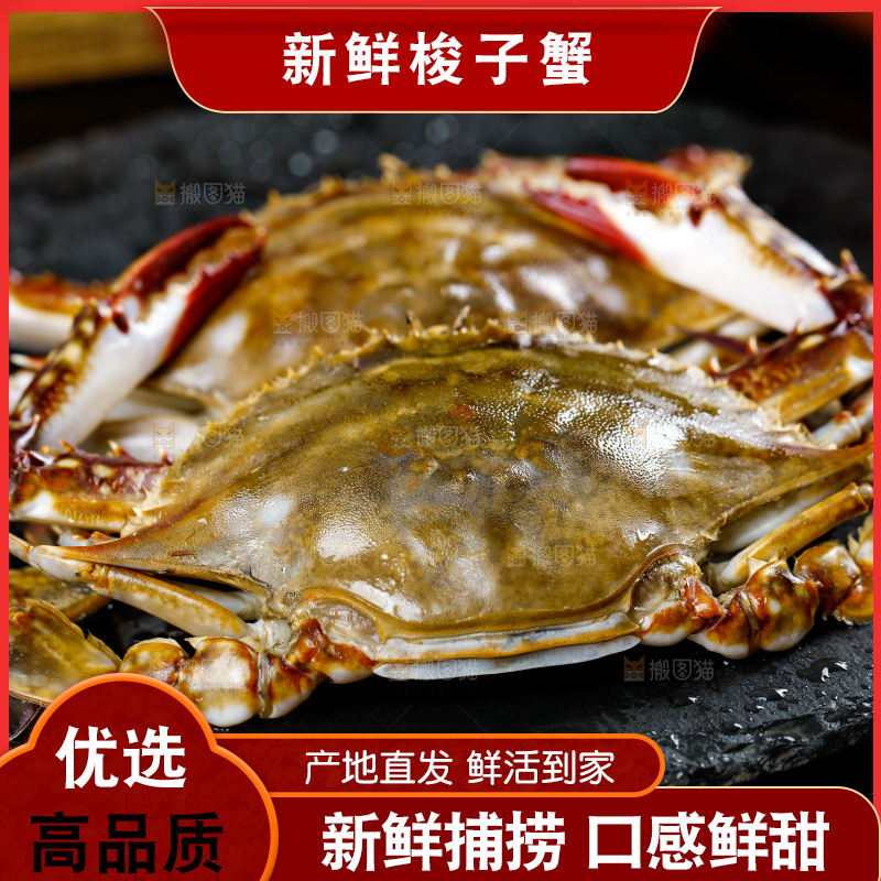 石板上的梭子蟹