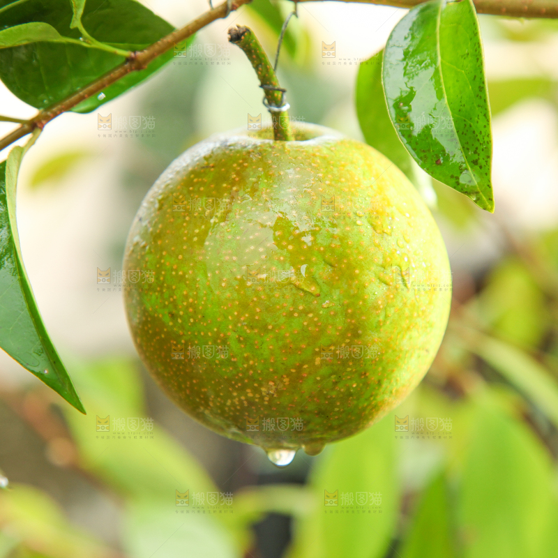 草地上放着湖北黄花梨