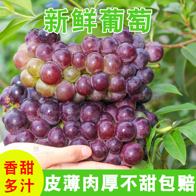 手拿东北巨峰葡萄