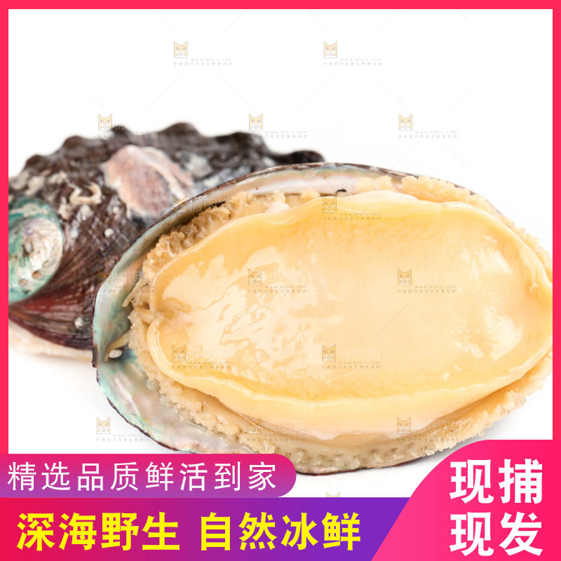 白底上放着新鲜剥开的活动大鲍鱼