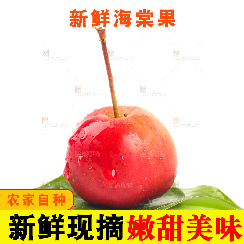 白底上的东北海棠果