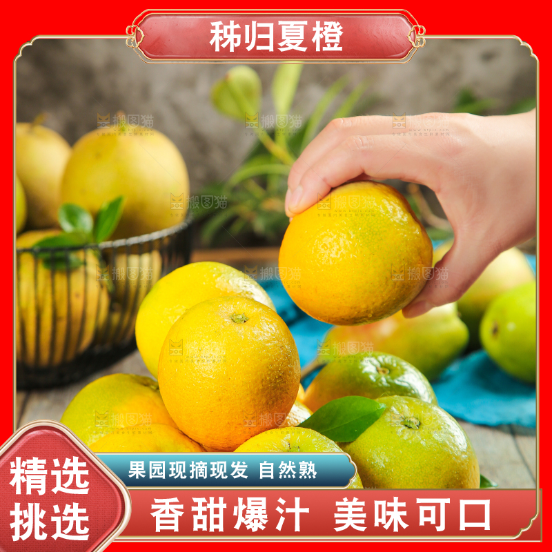 手拿秭归夏橙