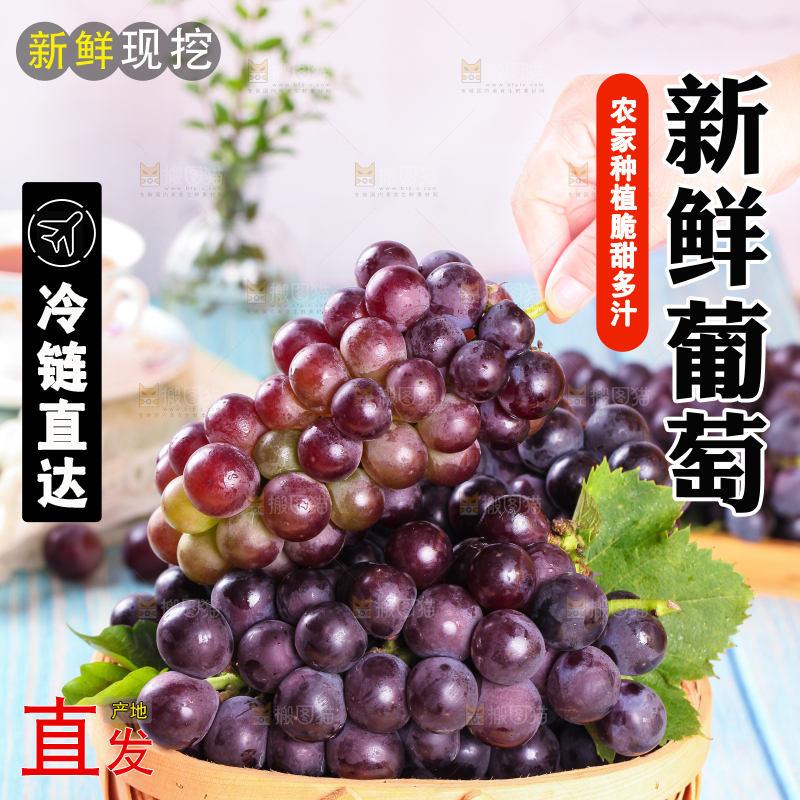 蓝底上放着一筐东北巨峰葡萄