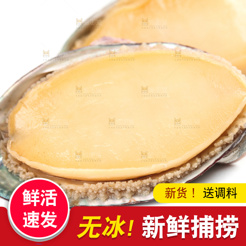 白底上放着新鲜剥开的活动大鲍鱼