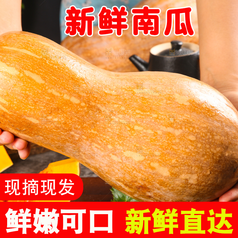 手拿老南瓜