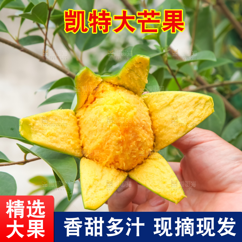 手拿剥皮的四川凯特芒