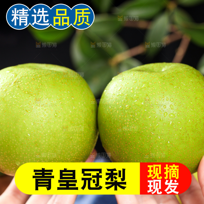 手拿砀山青皮翠冠梨