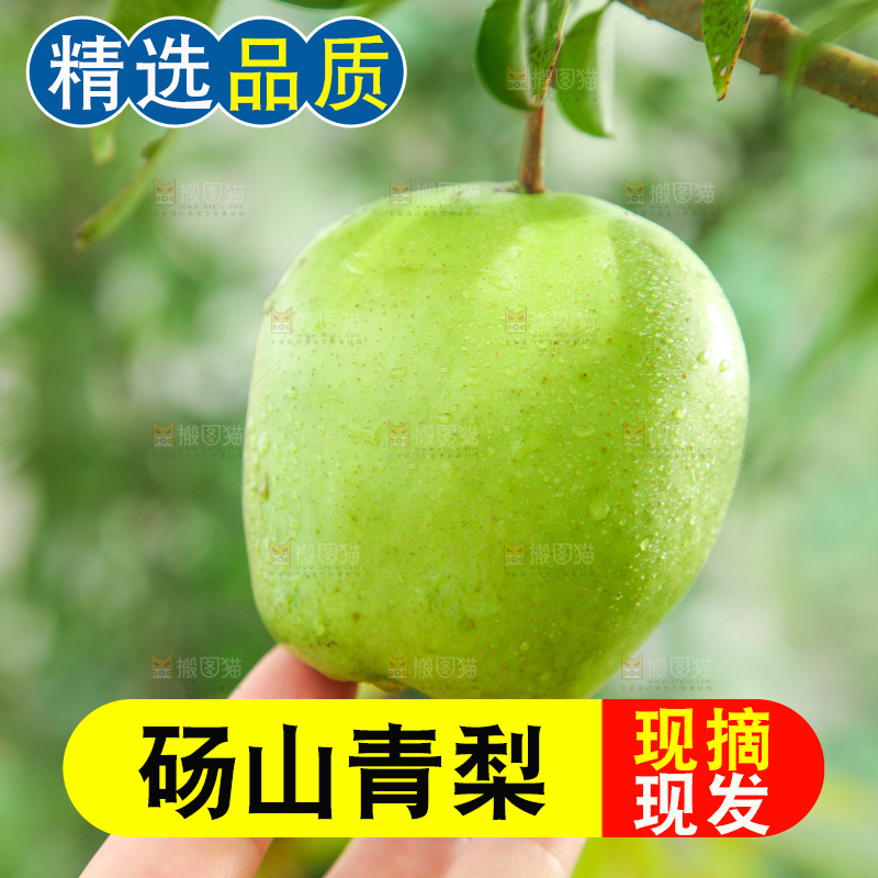 树枝上的陕西早酥梨